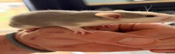 Rat rodents for sale: Rats for sale - Advert 15