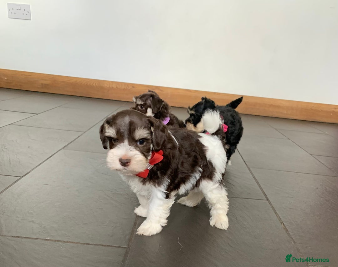 Miniature Schnauzer dogs for sale: 5* Licensed KC Toy Chocolate Schnauzers - Image 32