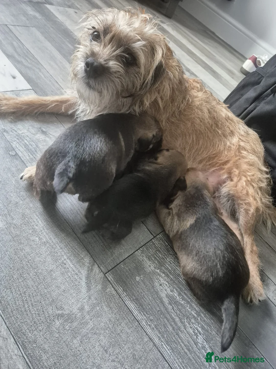 Border Terrier dogs for sale: Gorgeous Border Terrier puppies - Advert 7