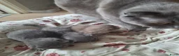 Scottish Fold cats for sale: Schotis straight and fold - Advert 3