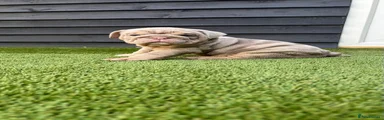 English Bulldog 10