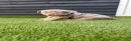 English Bulldog dogs for sale: English Bulldog Puppies - Advert 3