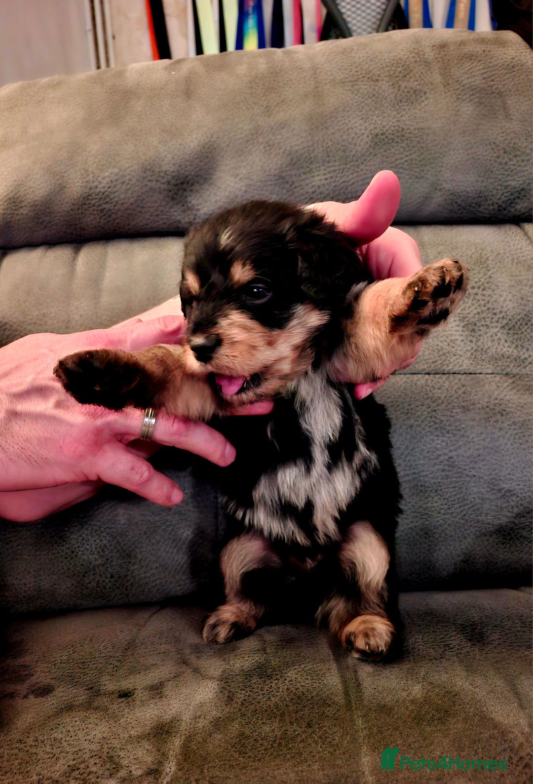 Mixed Breed dogs for sale: F1b health tested Rottiepoo puppies - Advert 15