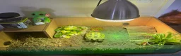 Tortoise reptiles for sale: Horsefield tortoise  - Advert 2