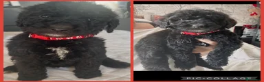 Labradoodle Puppy 11