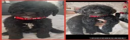 Labradoodle dogs for sale: Ready now rare silver f1bb standard labradoodles  - Advert 35