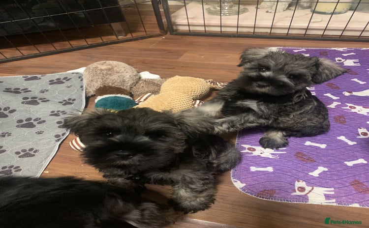 Miniature Schnauzer dogs - Advert 3