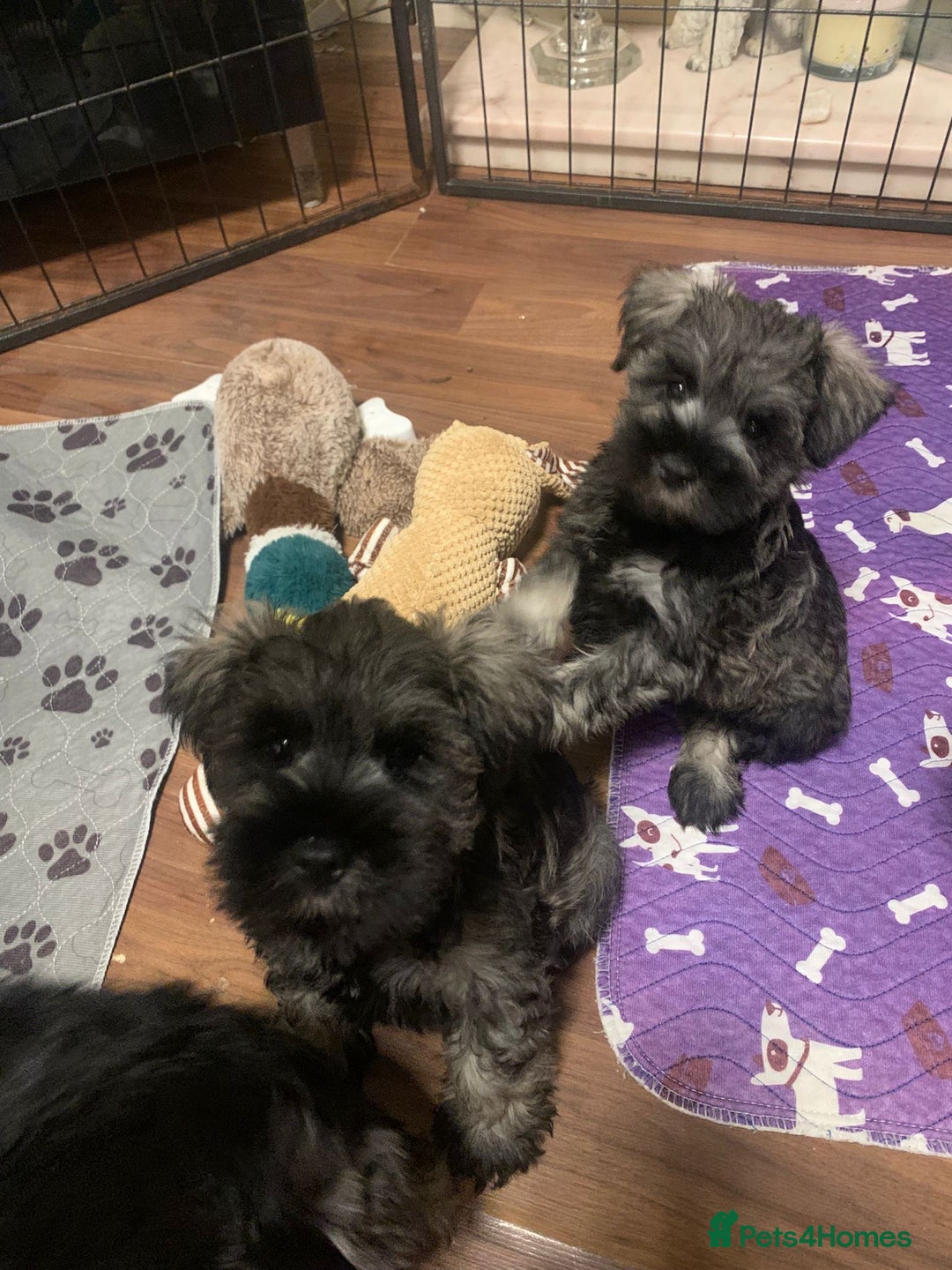 Miniature Schnauzer dogs for sale: Miniature schnauzer puppies ready now🐾 - Image 1