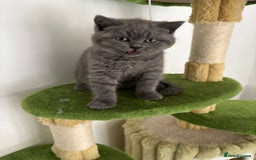 British Shorthair cats for sale: Blue British short hair kittens  in Braintree - Image 35