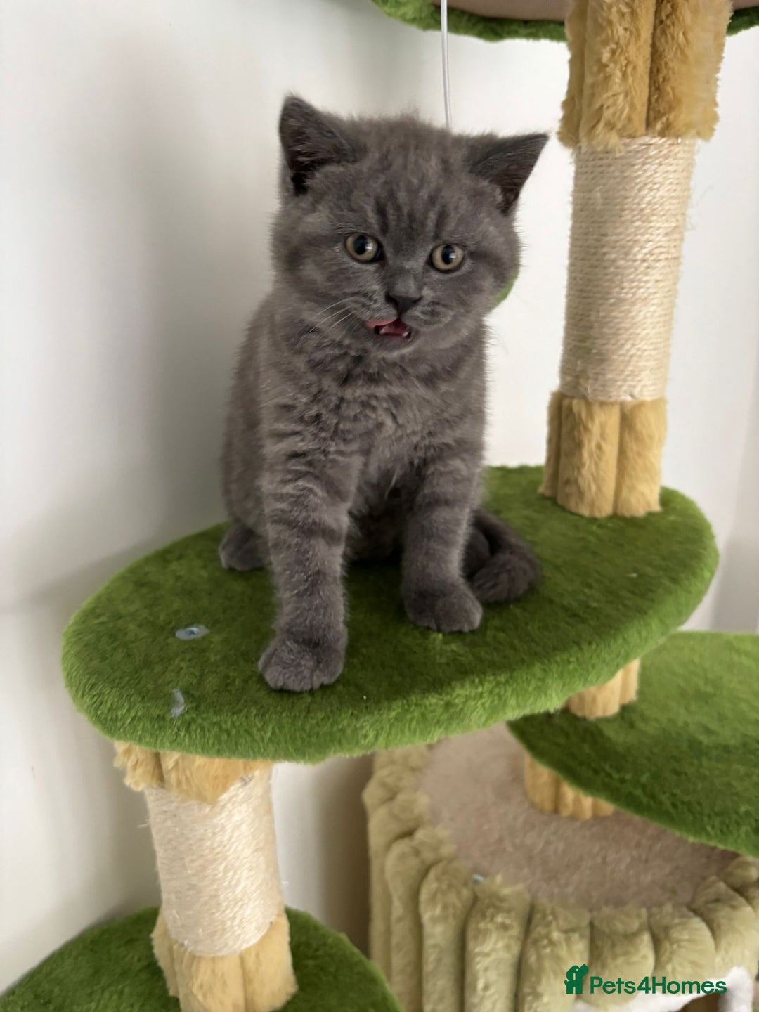 British Shorthair cats for sale: Blue British short hair kittens  in Braintree - Image 35