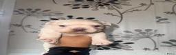 French Bulldog dogs for sale: Fluffy Frenchies   - Advert 5