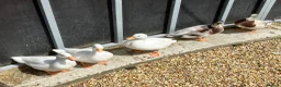 Ducks poultry for sale: Call Ducks  - Advert 3