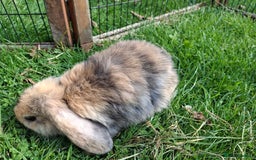 Mini Lop rabbits for sale: Beautiful Baby Mini Lops for sale - Image 6