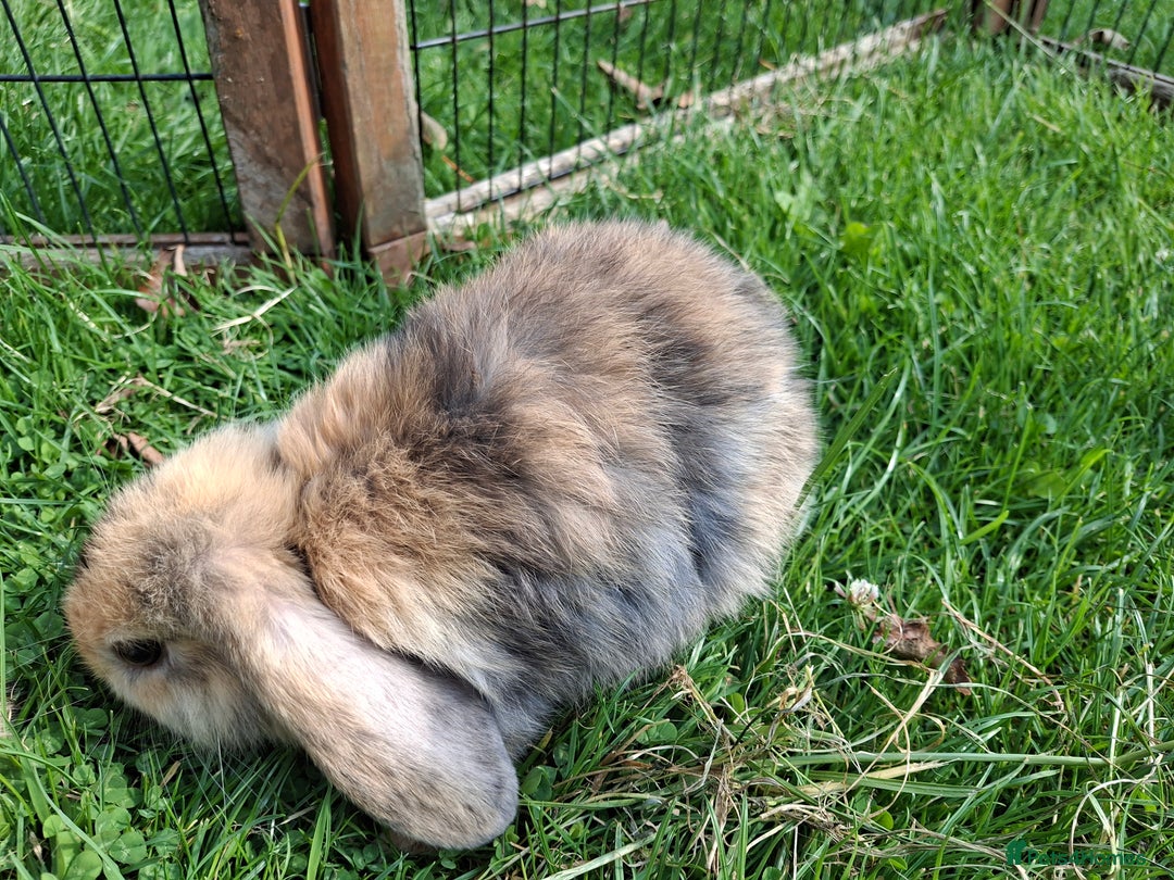 Mini Lop rabbits for sale: Beautiful Baby Mini Lops for sale - Image 6