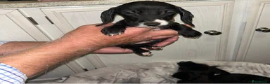 Mixed Breed 2