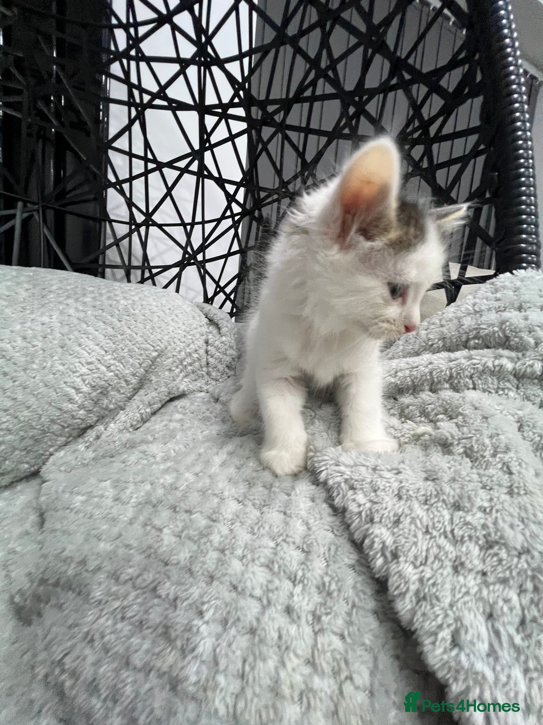 British Longhair cats for sale: Gorgeous fluffy kittens looking for forever home - Image 35