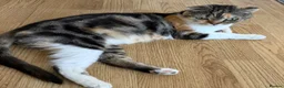 Scottish Fold cats for sale: Scottish Straight Kitten's–Looking for LovingHomes - Advert 3