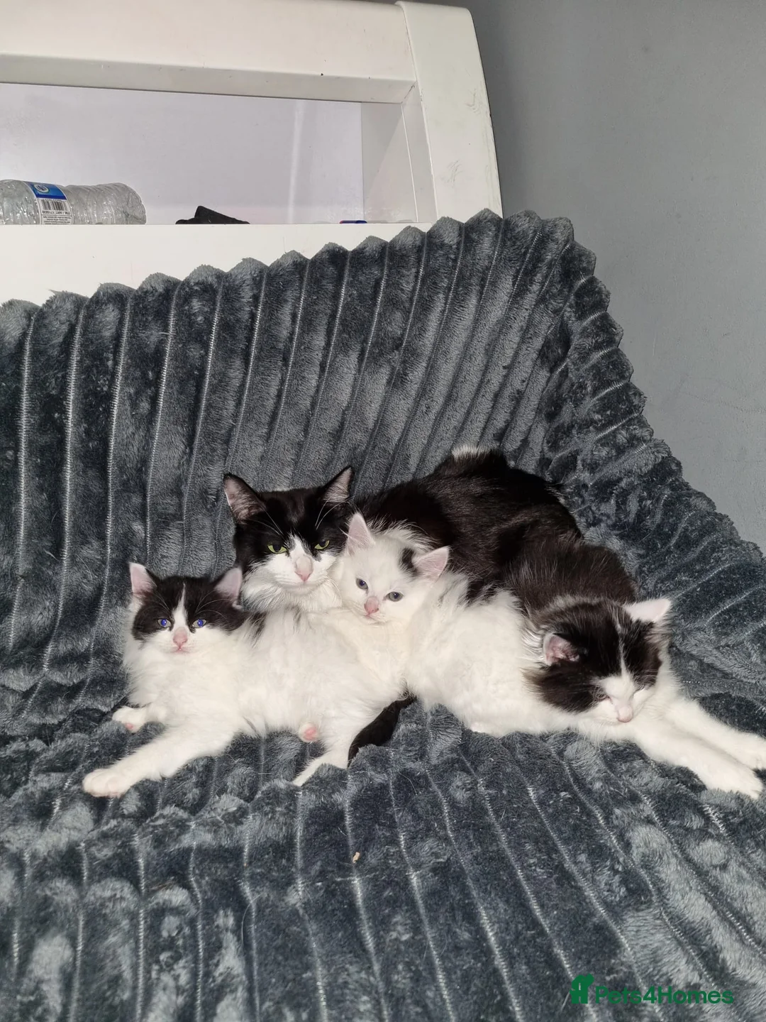 Mixed Breed cats for sale: Black and white kittens in West Drayton - Advert 1