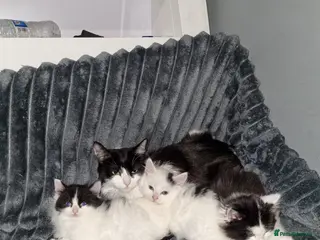 Mixed Breed cats Black and white kittens - Advert 1