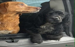 Cocker Spaniel dogs for sale: Cocker Spaniel Puppies looking for the best homes - Image 12