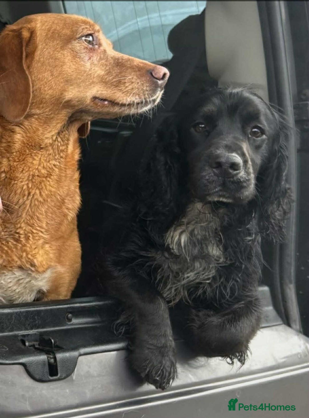 Cocker Spaniel dogs for sale: Cocker Spaniel Puppies looking for the best homes - Image 12