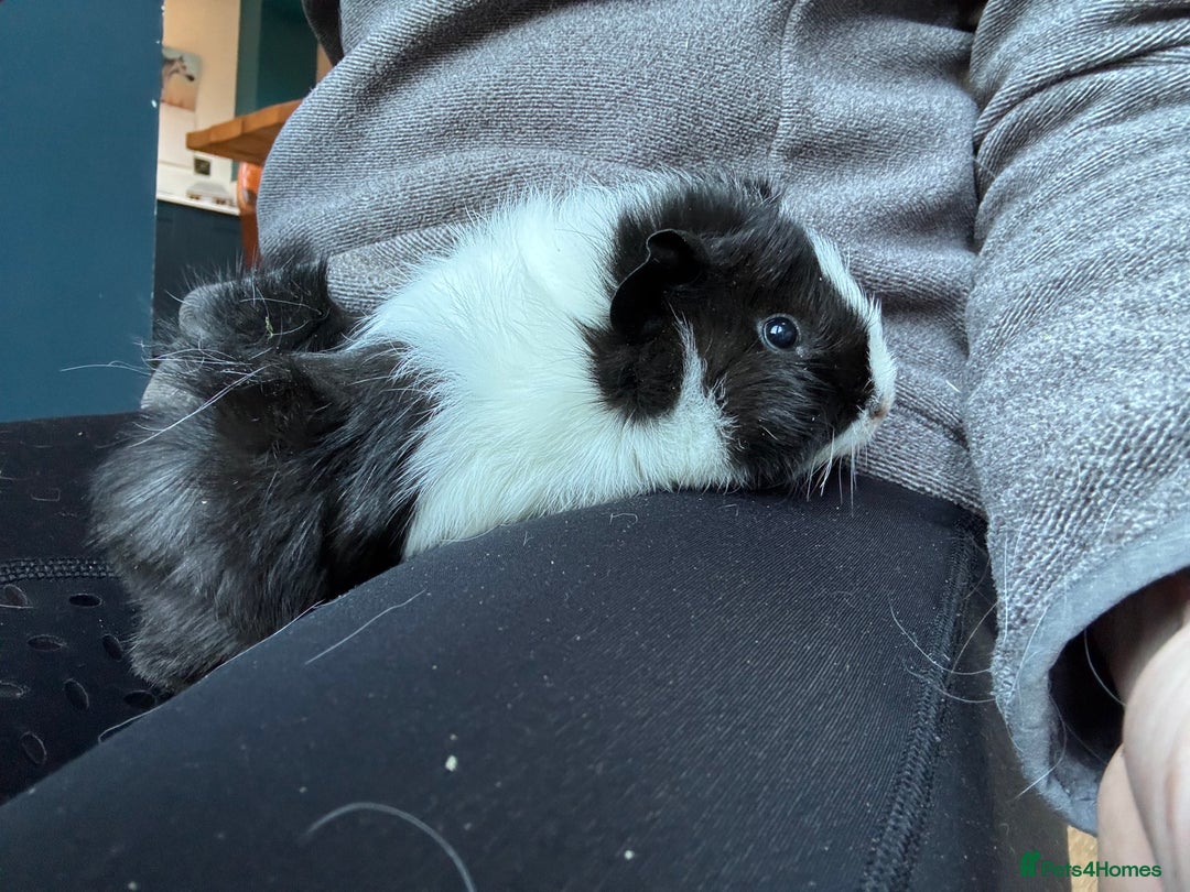 Guinea Pig rodents for sale: 2 beautiful baby girl guinea pigs - Advert 1