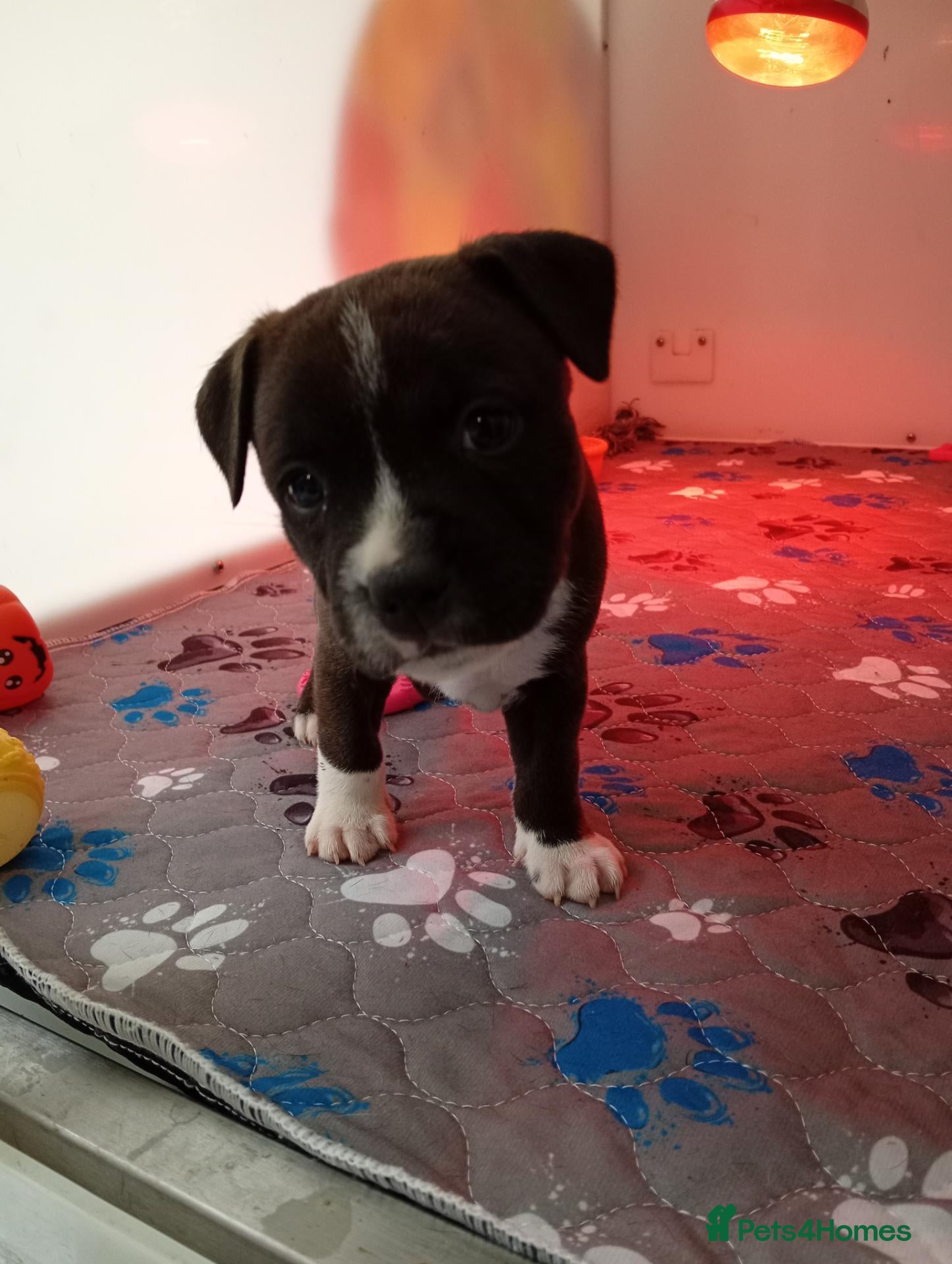 Staffordshire Bull Terrier dogs Last boy kc brindle&white boy staffy - Advert 4