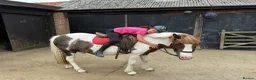 Welsh Section C horses for sale: 12.2 Family/PC Pony - Advert 5