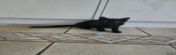 Mixed Breed cats for sale: Black Beauties for Sale - Advert 14