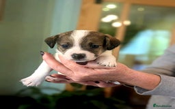 Mixed Breed dogs for sale: Jack Russel Pups in Machynlleth - Image 27