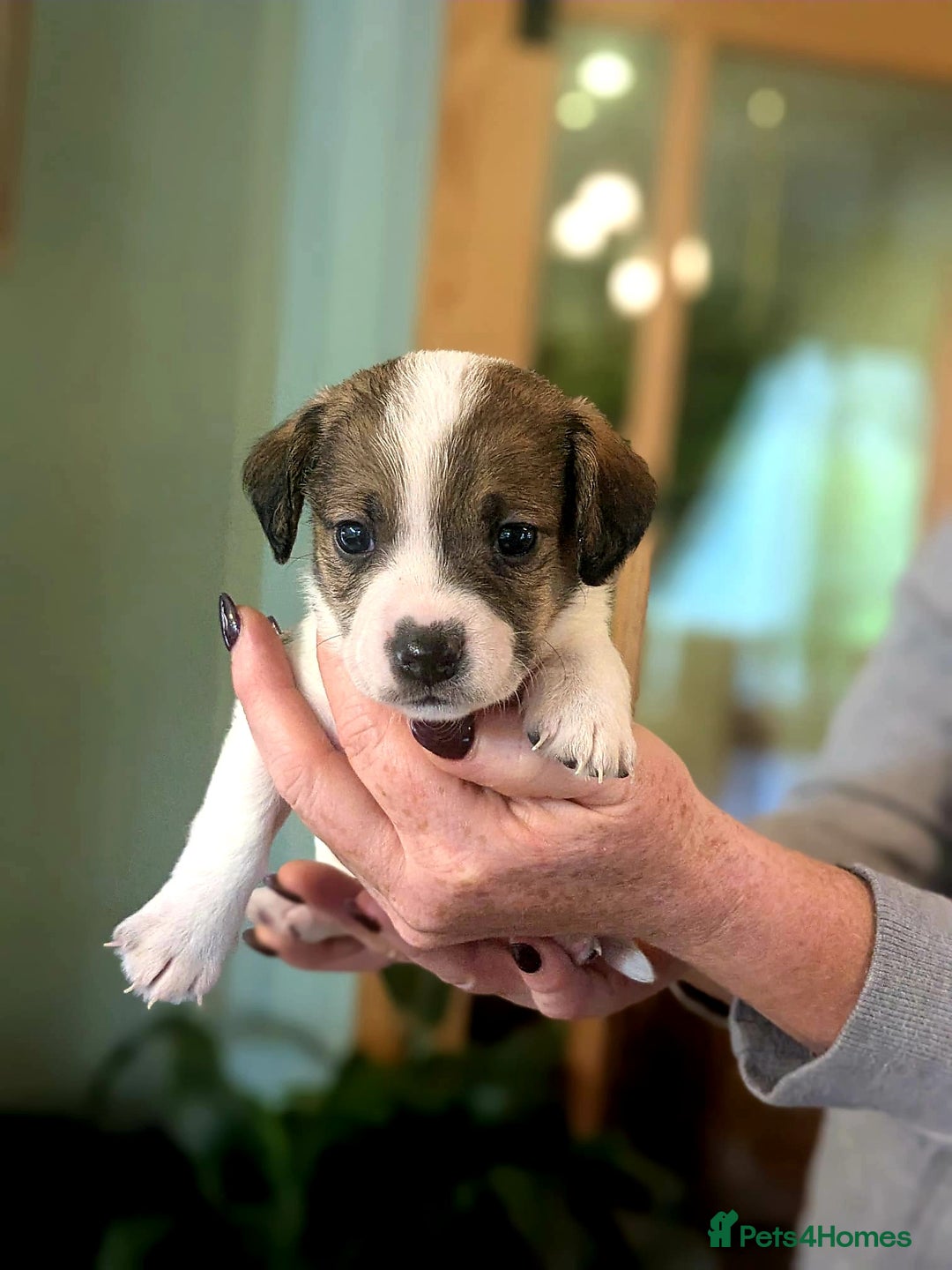 Mixed Breed dogs for sale: Jack Russel Pups in Machynlleth - Image 27