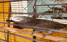 Parrots birds for sale: African grey parrot  - Image 1
