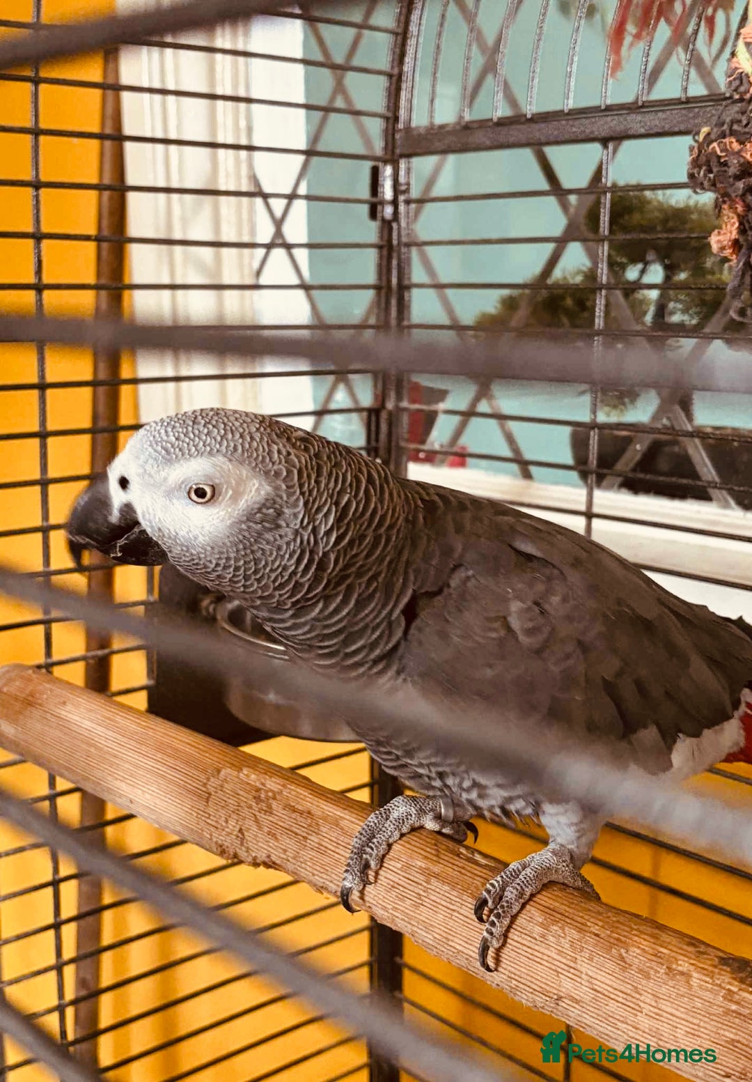 Parrots birds for sale: African grey parrot  - Image 1