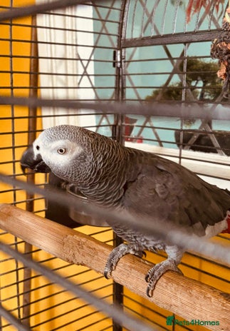 Parrots birds - Advert 12