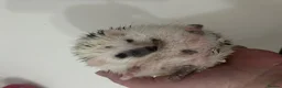 Pygmy Hedgehog rodents for sale: Male & female hedgehog babies - Advert 4