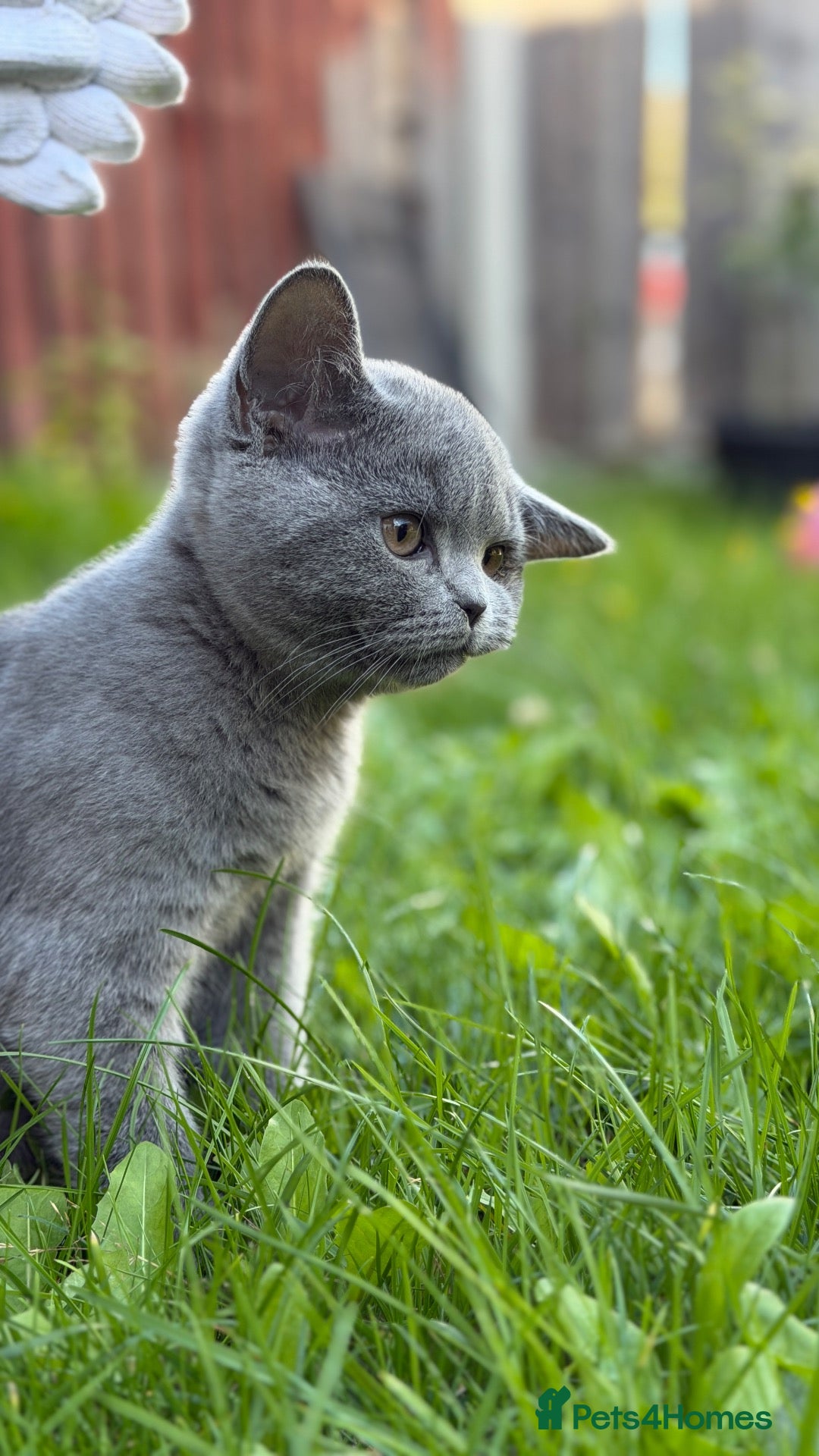 British Shorthair cats Lovely British Shorthair kittens for sale! - Advert 2
