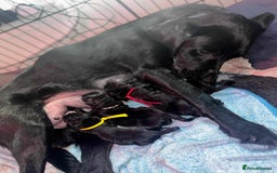 Labrador Retriever dogs for sale: Exception litter of Pedigree working Black Labs - Image 7