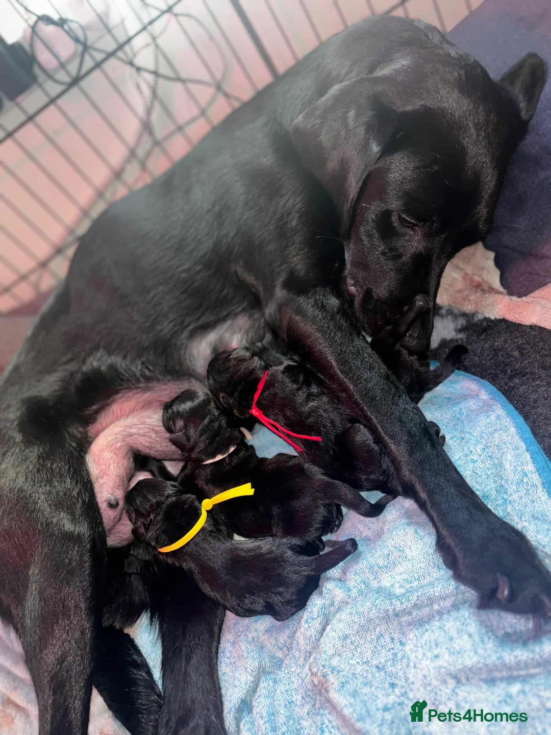 Labrador Retriever dogs for sale: Exception litter of Pedigree working Black Labs - Image 7