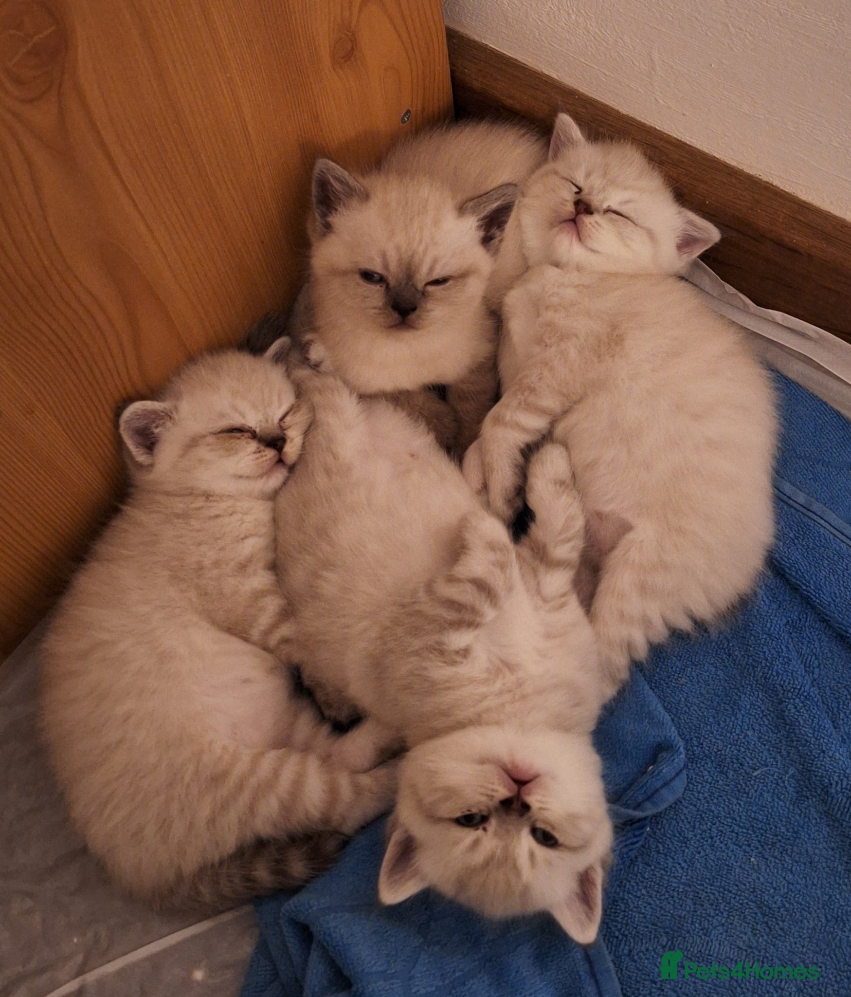 British Shorthair cats Pure Pedigree BSH Kittens for Sale - Advert 2