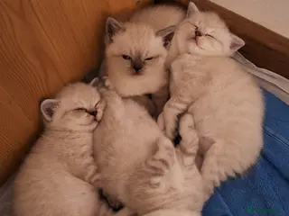 British Shorthair cats Pure Pedigree BSH Kittens for Sale - Advert 5