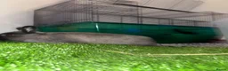 Netherland Dwarf rabbits for sale: baby dwarf rabbit in Burnley - Advert 6