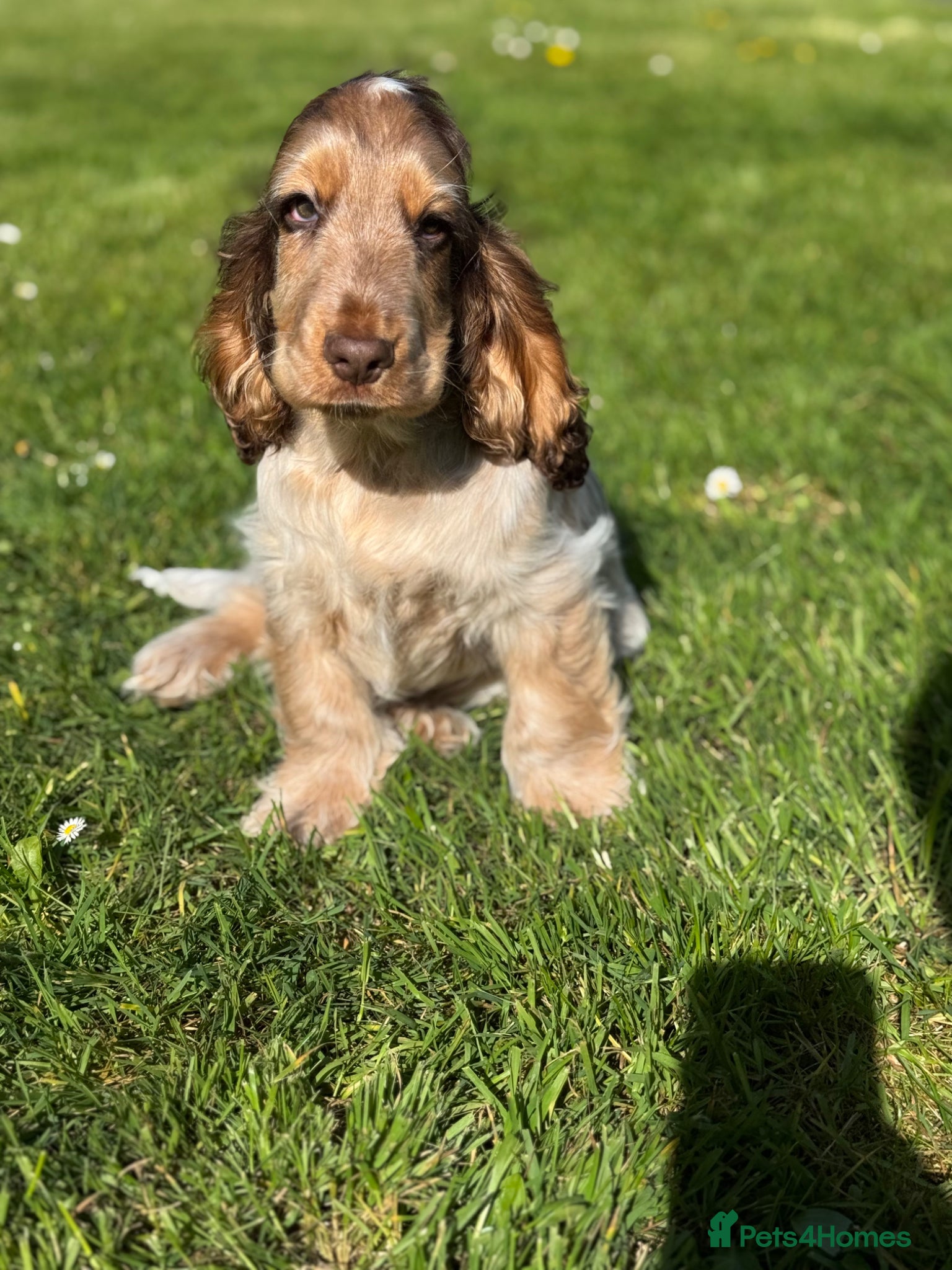Cocker Spaniel dogs KC registered DNA tested show type Cocker Spaniels - Advert 2