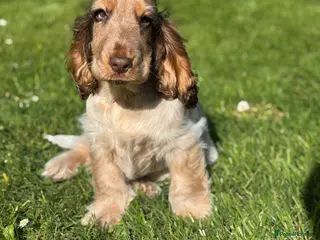 Cocker Spaniel dogs KC registered DNA tested show type Cocker Spaniels - Advert 2