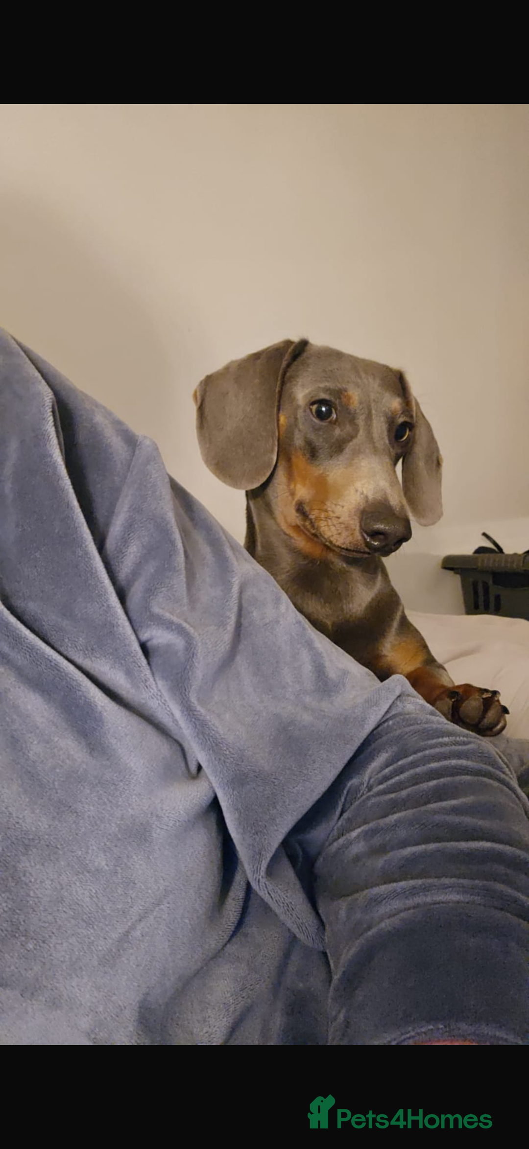 Miniature Dachshund dogs for sale: Miniature dashshund - Advert 9