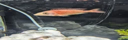 Cichlids fish for sale: African cichlid fish for sale  - Advert 3