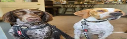 Pointer dogs for adoption: Remi (English Pointer) in Bedford - Advert 4