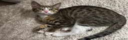 Mixed Breed cats for sale: Bengal x Tabby mixbreed. - Advert 7