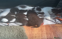 Mixed Breed cats for sale: Two white with black patches kittens  - Image 8