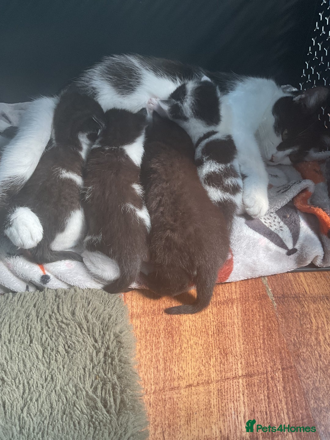Mixed Breed cats for sale: Two white with black patches kittens  - Image 8