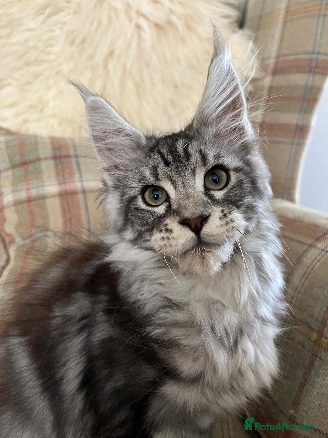 Maine Coon cats for sale: ⭐️Beautiful Maine Coon Kittens⭐️ - Image 7